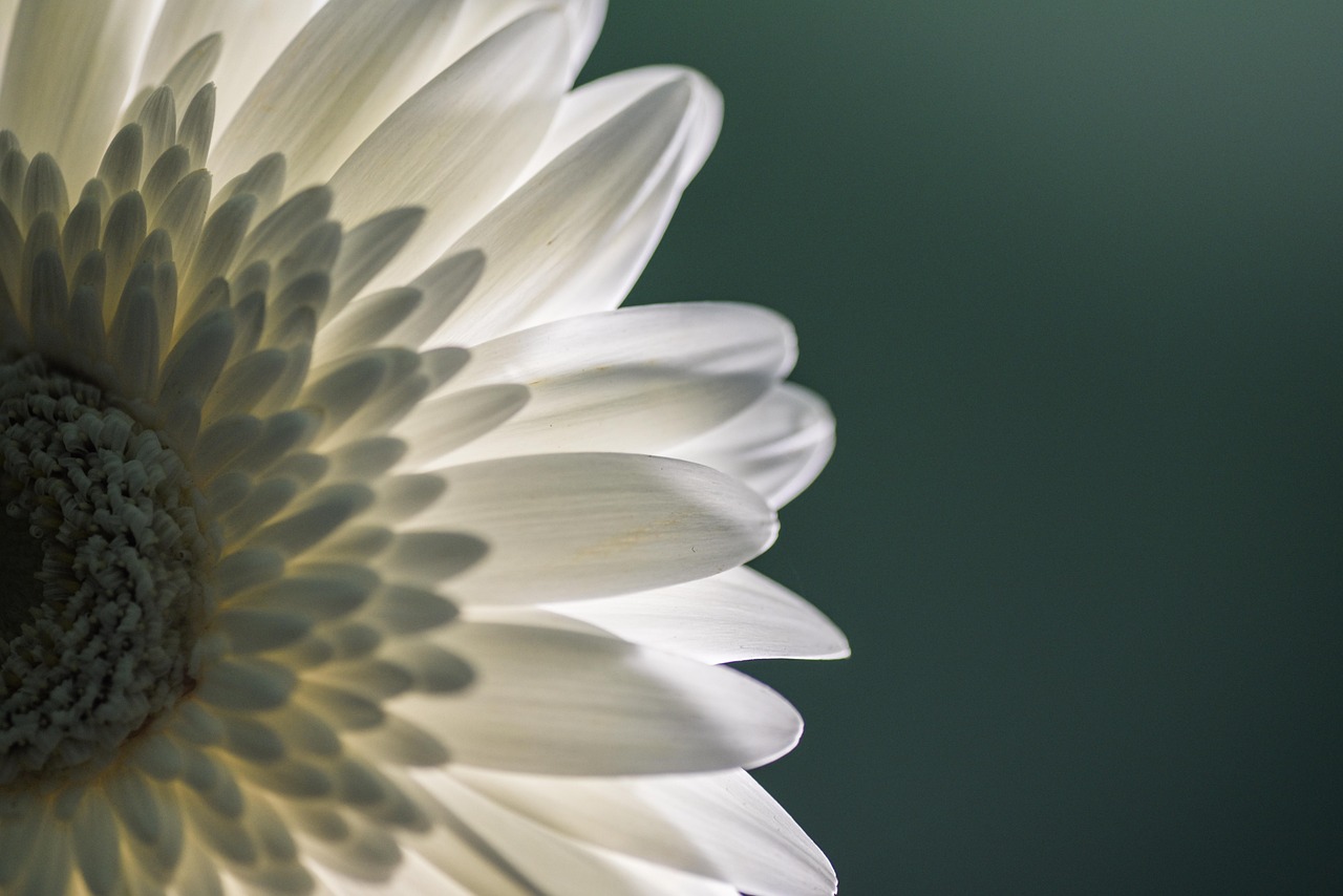 하얀색 꽃잎 꽃 블 - Pixabay의 무료 사진 - Pixabay
