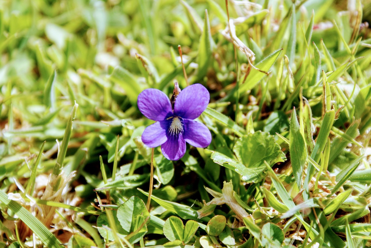 Violet Fleur Gazon Photo Gratuite Sur Pixabay Pixabay