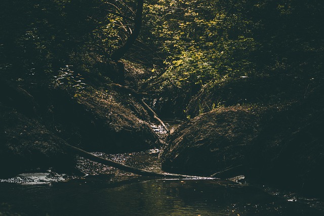 Free River Trees photo and picture