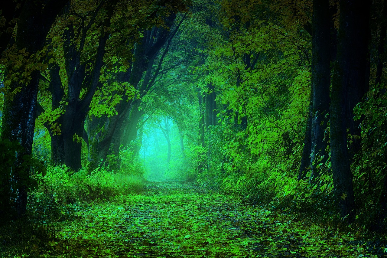 Arvores Floresta Verde Foto Gratuita No Pixabay Pixabay Arvores Floresta Verde Foto Gratuita No Pixabay Pixabay
