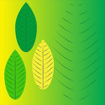 Free Leaves Plant illustration and picture