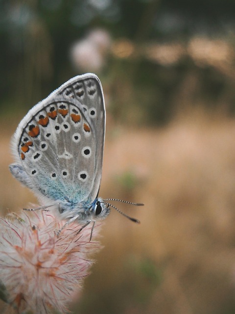 Free Butterfly Insect photo and picture