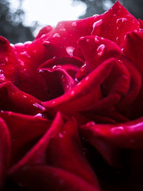Free Rose Light photo and picture