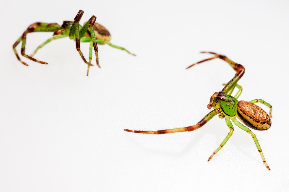 Green Crab Spider Diaea Dorsata Free photo on Pixabay