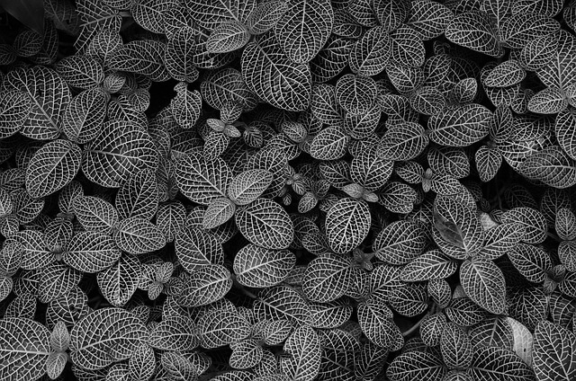 Free Leaves Plant photo and picture