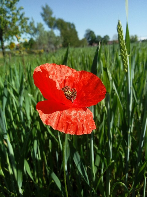 Мак, Wildflower, Красный Цветок, Поле