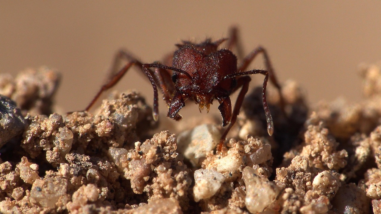 Ant Insect Rocks - Free photo on Pixabay - Pixabay