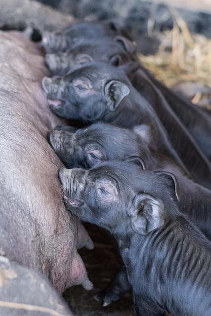 Free Pigs Piglets photo and picture