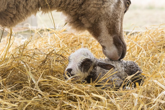 Free Sheep Lamb photo and picture