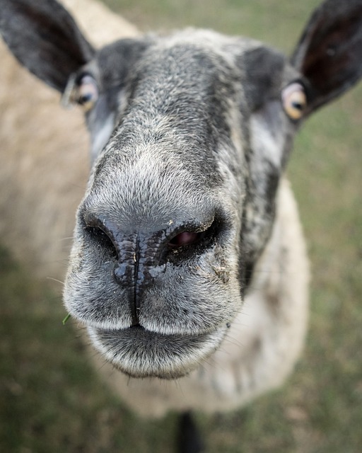 Free Sheep Ewe photo and picture