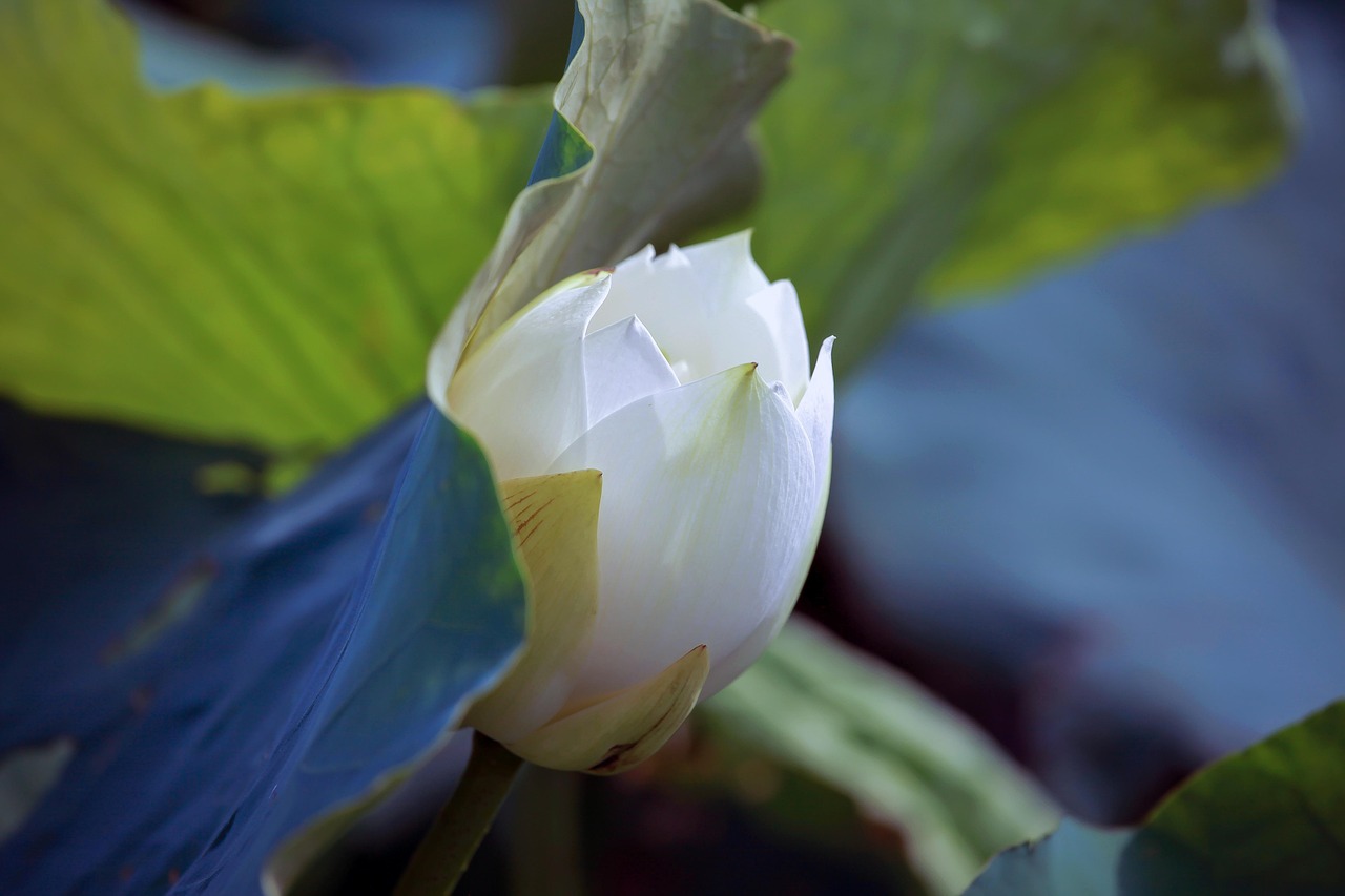 Lotus Fleur Blanche - Photo gratuite sur Pixabay - Pixabay