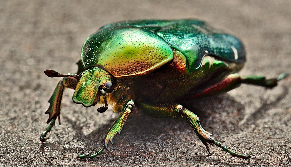 Green Rose Chafer Bug Macro Cute - Free photo on Pixabay - Pixabay