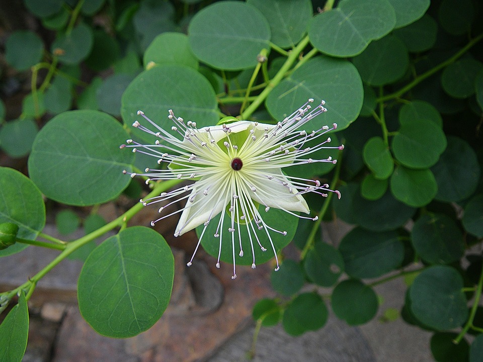 Capparis Spinosa L Caper Bush Real Free Photo On Pixabay Pixabay