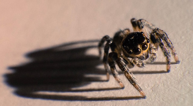 Free Spider Insect photo and picture