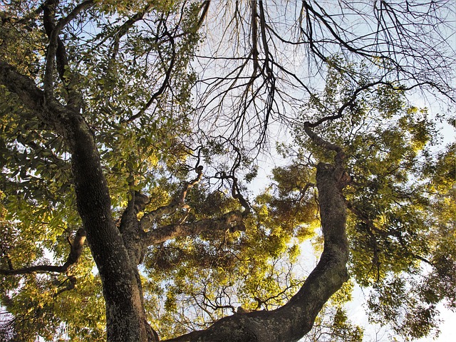 Free Trees Leaves photo and picture