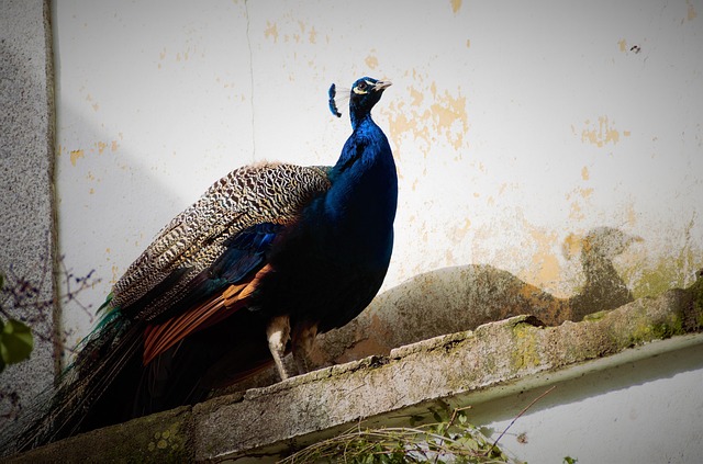 Free Peacock Bird photo and picture