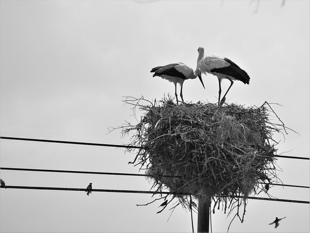 Free Storks Birds photo and picture