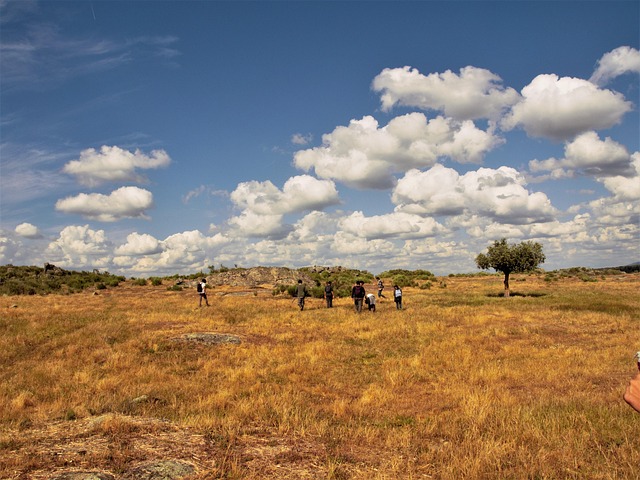 Free Trees Field photo and picture