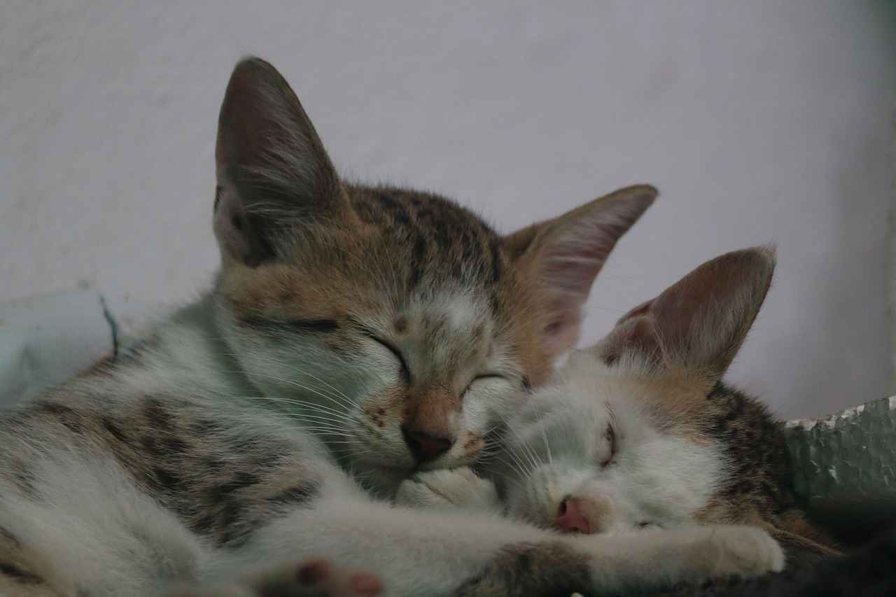 Tired Kitten