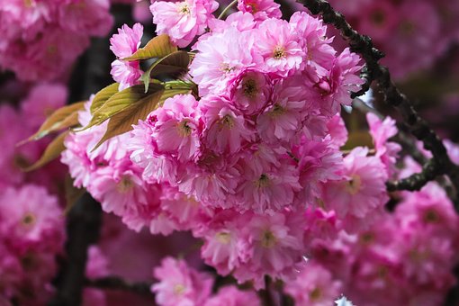 Cereza, Sakura, Árbol, Florecer