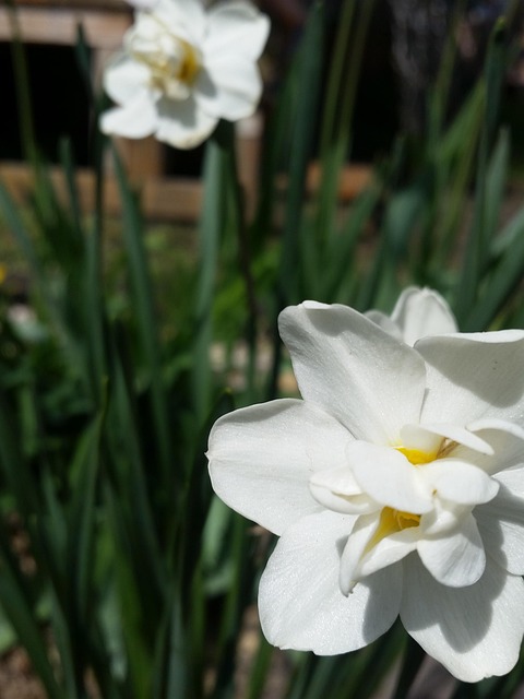 Free Flowers Summer photo and picture