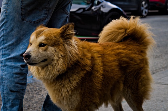 Free Dog Animal photo and picture