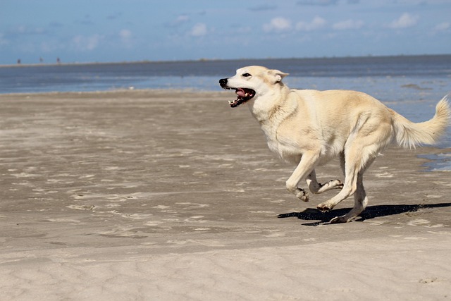 Free Dog Pet photo and picture