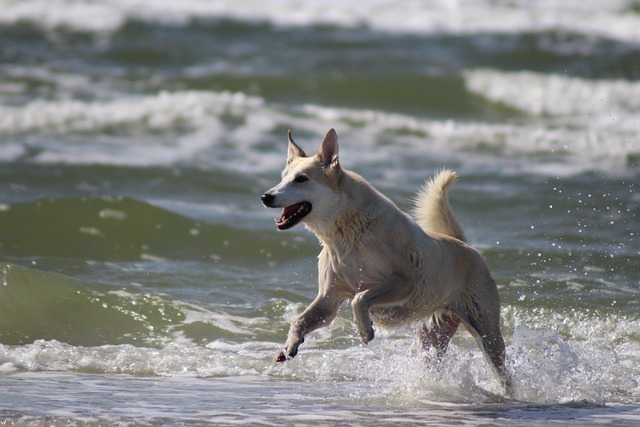 Hund, Haustier, Meer, Laufen, Lauf