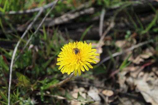 Flor, Diente De León, Abeja, Polen