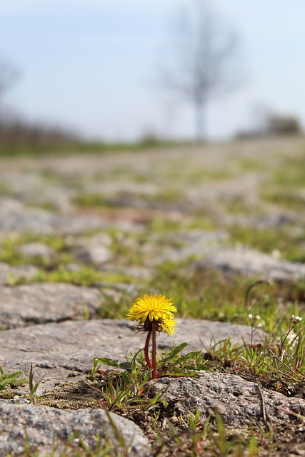 Flor, Diente De León, La Carretera