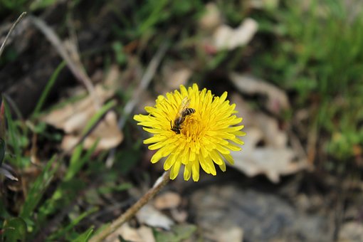 Flor, Diente De León, Abeja, Polen