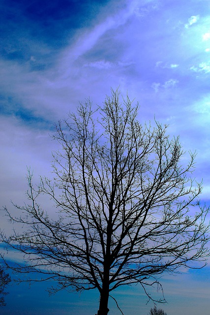 Árbol, Cielo, Nubes, Naturaleza