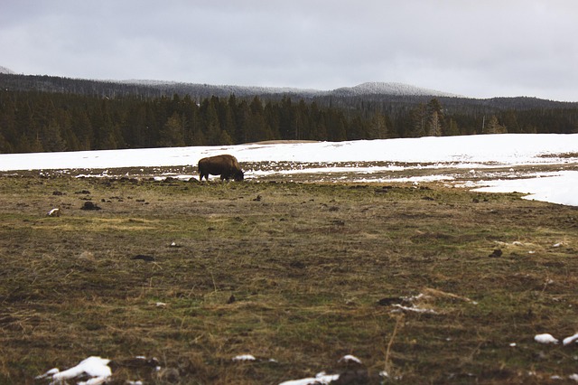 Free Bison Yellowstone photo and picture