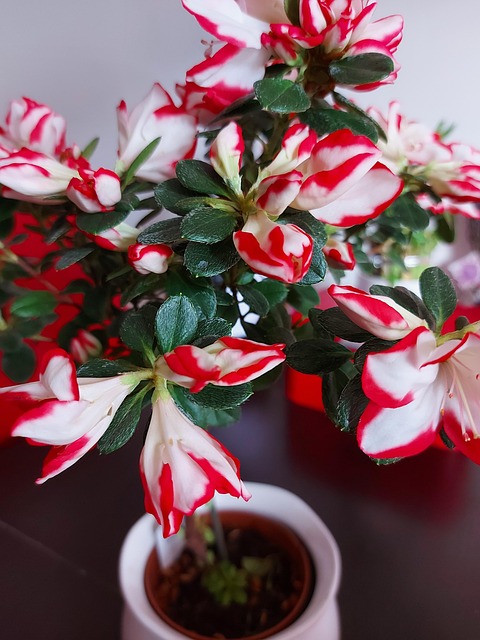 Flower Azalea Japonica - Free photo on Pixabay - Pixabay