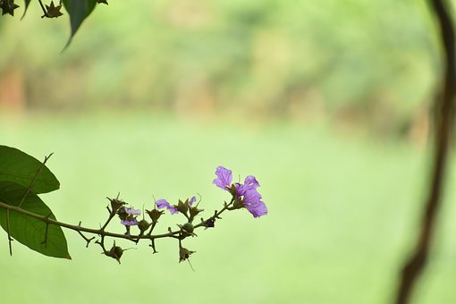 Free Flower Natural photo and picture