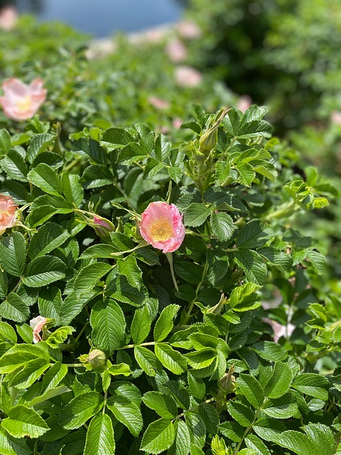 Free Flower St photo and picture