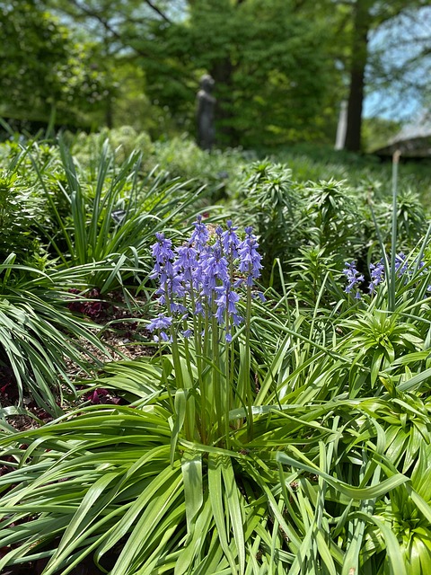 Free Flower Spring photo and picture