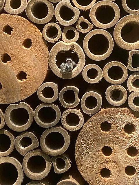 Free Spider Beehive photo and picture