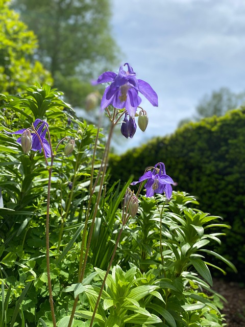 Free Purple Flower photo and picture