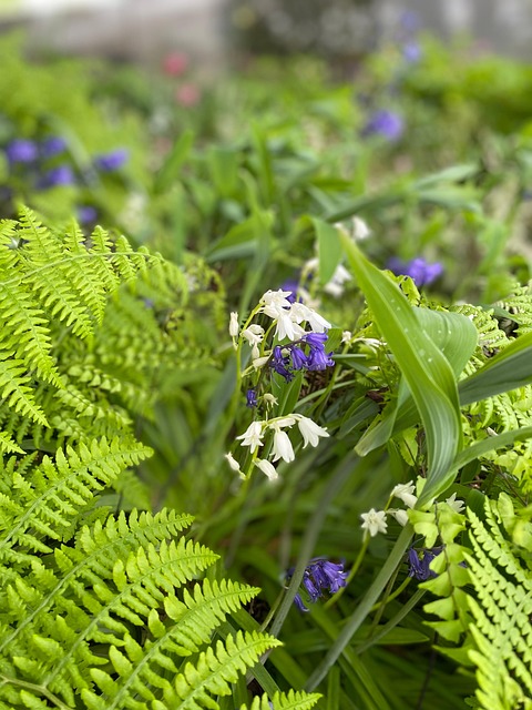 Free Spring Missouri photo and picture