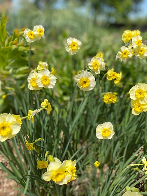 Free Yellow Spring photo and picture