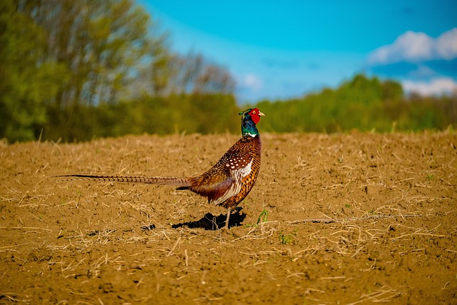 Free Bird Pheasant photo and picture
