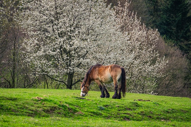 Paard, Hengst, De Manen, Natuur