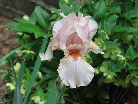 Iris, Palid, Limbă, Portocale