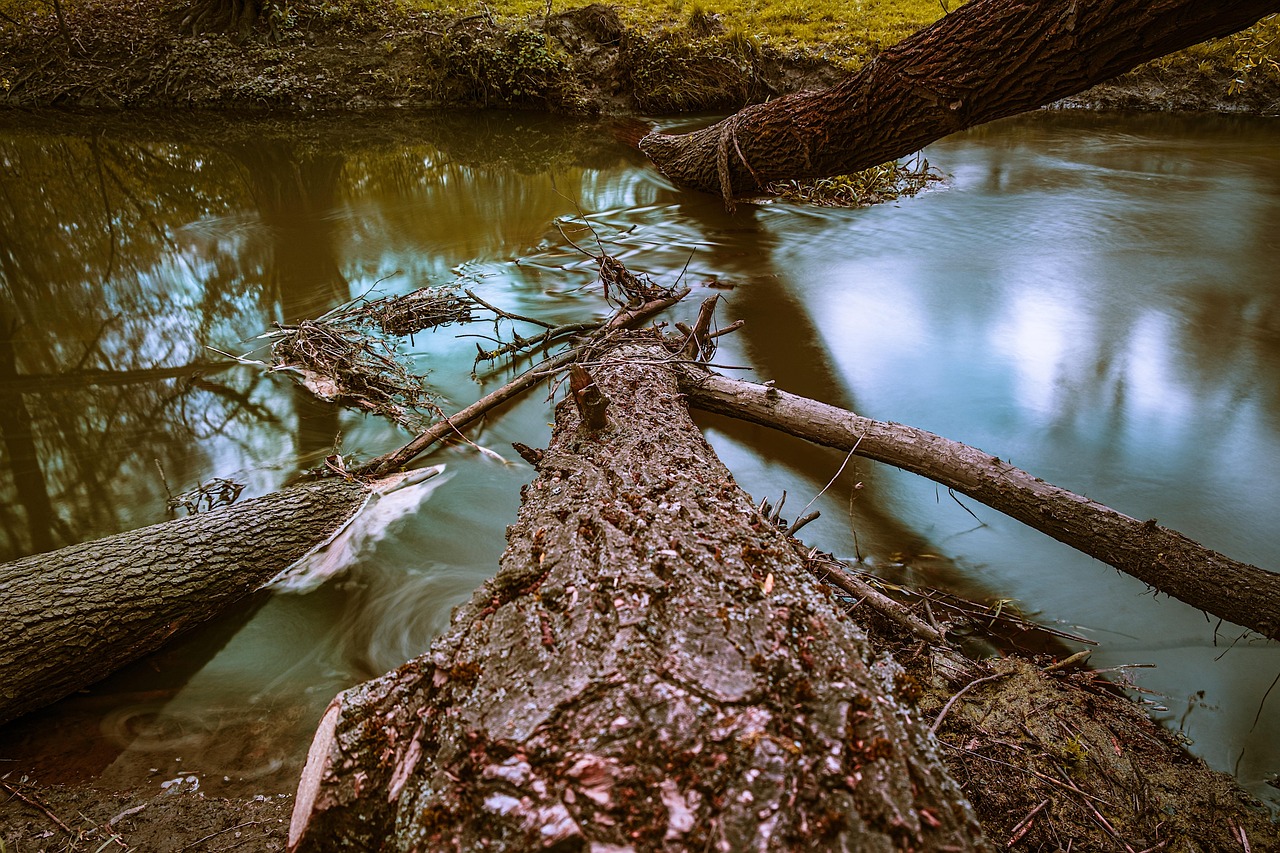 Tree Branches River - Free photo on Pixabay - Pixabay