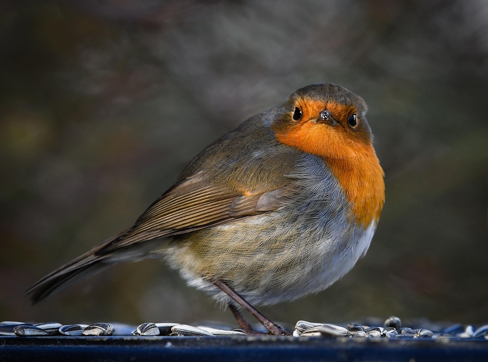 Rouge Gorge Fermer En Train De Photo Gratuite Sur Pixabay