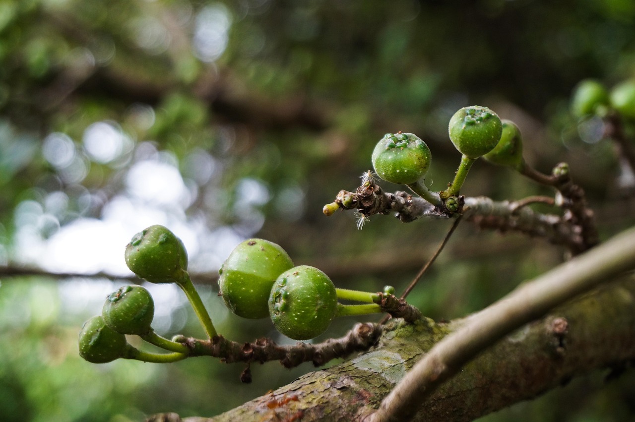Fig Fruit Branch - Free photo on Pixabay - Pixabay