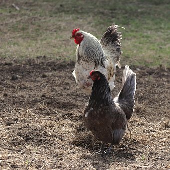 Free Chicken Rooster photo and picture
