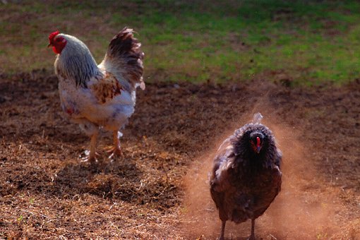 Free Chicken Rooster photo and picture