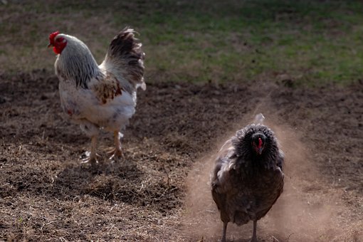 Free Chicken Hen photo and picture
